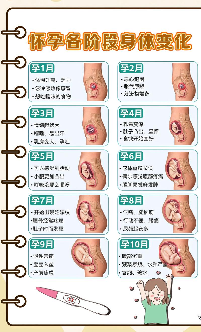 揭秘供卵代孕妈妈怀孕小腹分两节，孕期变化的奥秘喀什代生机构: